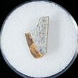 Tyrannosaurid Tooth Fragment - Montana #15208-1